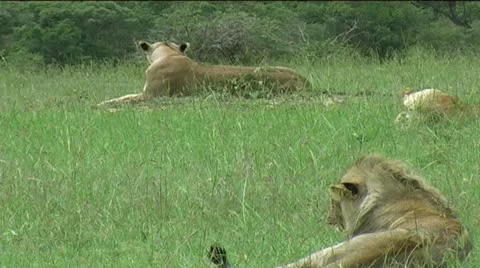 Lion pride resting Stock Footage 12379380