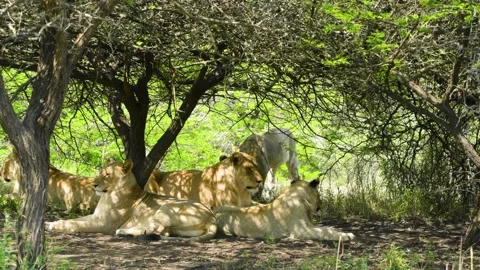 LION PRIDE RESTING UNDER TREES 1:07sec Stock Footage 143790924