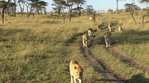 LION PRIDE ON ROAD Video stock 22083368