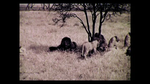 Lion pride in shade around kill in the Serengeti, Tanzania 1937 動画素材 27153180