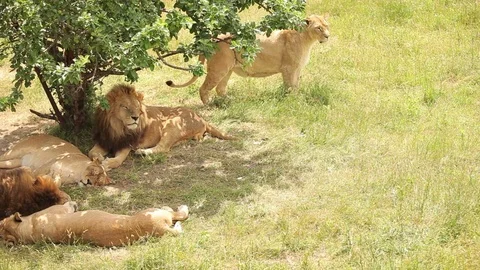 Lion pride in shadows of tree Stock Footage 70488230