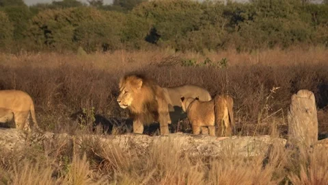 Lion pride shuffles as cub slips under another’s belly Part 2 Stock Footage 322060929