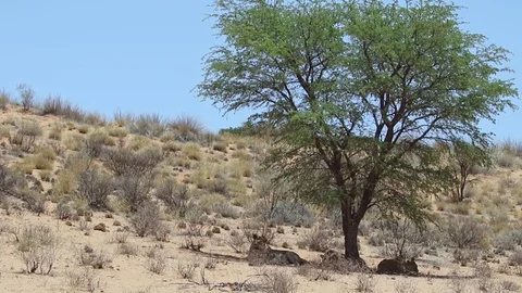 Lion pride sleeping in the shade Stock Footage 80525317