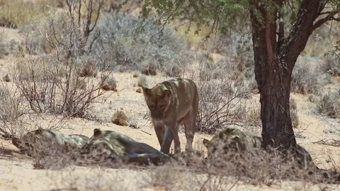 Lion pride sleeping in the shade Stock Footage 80525980