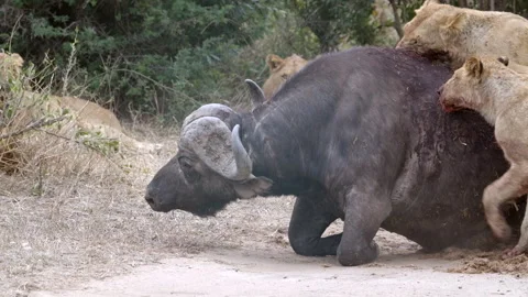 Lion Pride Subduing Buffalo in Dramatic Slow Motion, Medium Shot in Greater Stock Footage 333719430