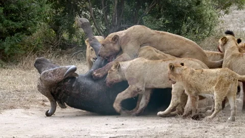 Lion Pride Taking Down and Kill Buffalo, Brutal Intense Predator Hunt Takedown Stock Footage 333719186