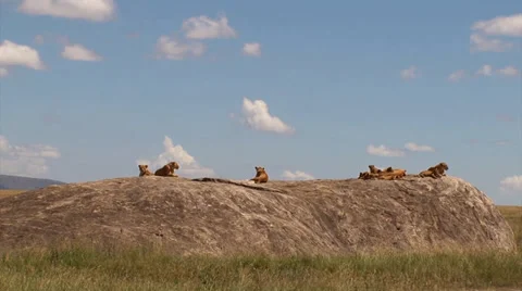Lion pride on top of a kopje Stock Footage 34650445