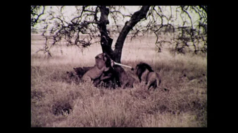 Lion pride tugging on bait in tree, Serengeti 2, Tanzania 1937 動画素材 27153866