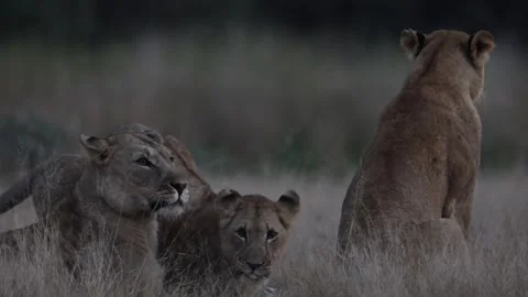 Lion pride, two lionesses and two female cubs Stock Footage 336486144