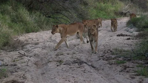 Lion pride walking down a riverbed Stock Footage 202244551