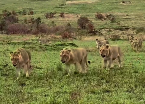 Lion Pride Walking Toward Camera – Cinematic Wildlife March Stock Footage 307864528