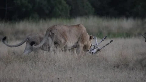 Lion pride on a zebra carcass Stock Footage 336486079