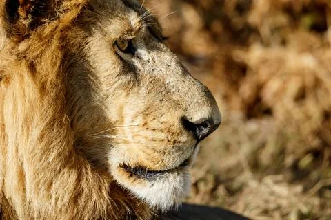Lion Profile Close Up Stock Photos
