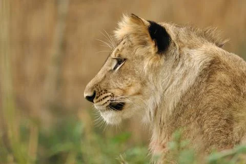 Lion profile Фото