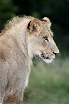 Lion Profile Stock Photos