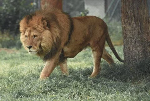 Lion Ready for the Attacks Stock Photos