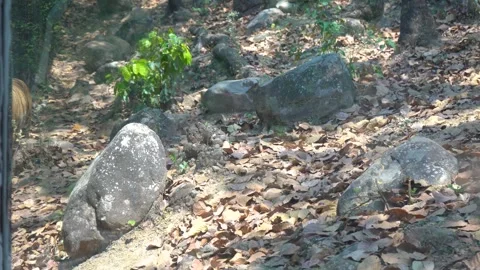 Lion Ready for Battle Stock Footage 313565841