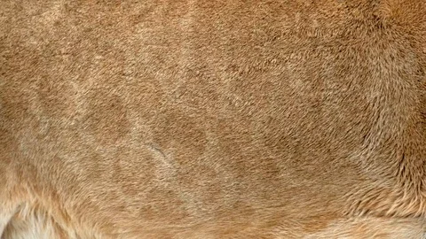 Lion real fur blowing on the wind. Close up macro shot of animal hair in slow Stock Footage 101866073