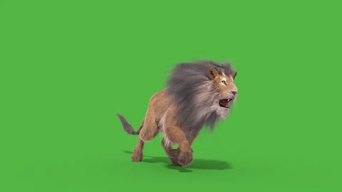 Male Lion  Best Green Screen ( Download Link ) on Make a GIF