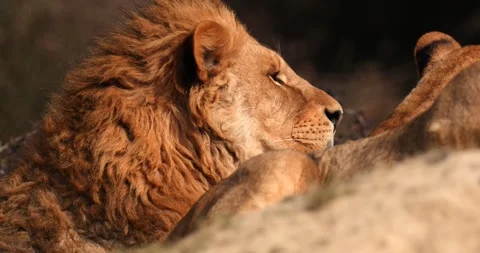 Lion with red mane squinting and turning its head, close-up, slow motion 120 fps Stock Footage 251728673