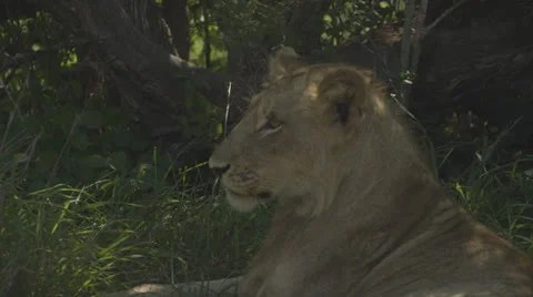 Lion relaxing Stock Footage 26134811