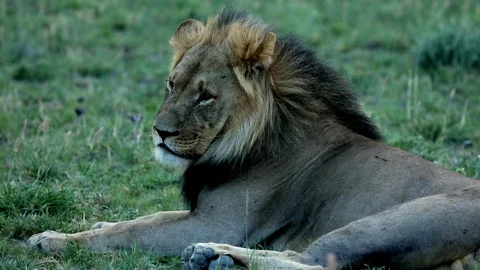 LION RELAXING Stock Footage 104865704