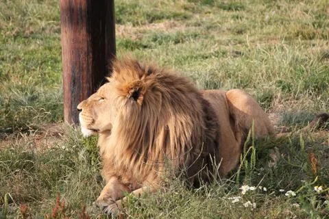 Lion relaxing Stockfoto's