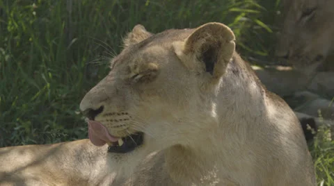 Lion relaxing in the sunshine Stock Footage 26136873