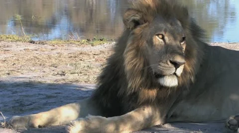 Lion Resting - 1080 Stock Footage 22140716