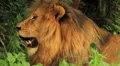 Lion Resting and Panting CU GFHD HD Footage