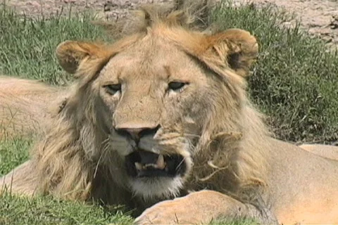 Lion resting Stock Footage 97180