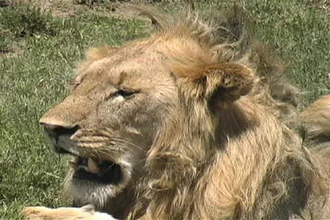 Lion resting Stock-Footage 97188