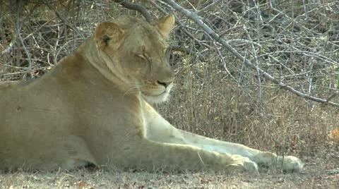 Lion resting Stock Footage 10813013