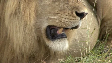 LION RESTING Video stock 19686962