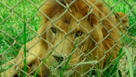 Lion Resting Stock Footage 107617942