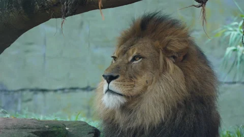Lion resting Stock Footage 132470302