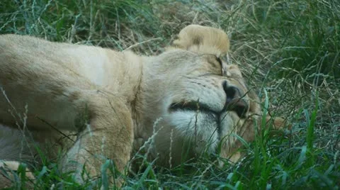 Lion resting in grass 库存影片 11409892