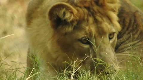 Lion resting in grass Stock Footage 57295809