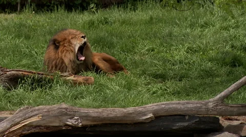Lion resting on grass Stock Footage 67388174
