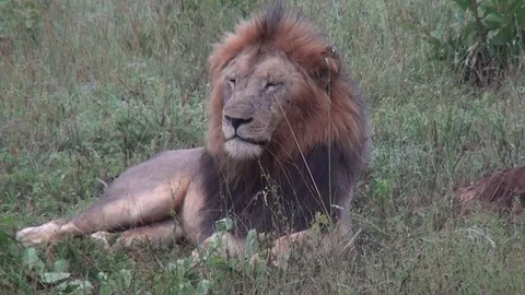 Lion resting in grass Stock Footage 97913835
