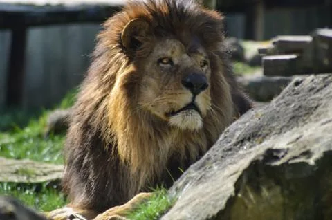 Lion resting on the grass Stock Photos