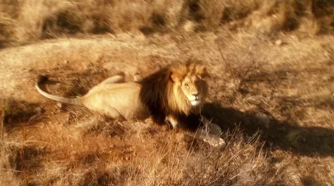 Lion resting in grassland Stock Footage 54590448