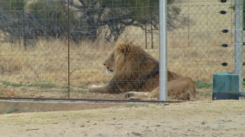 Lion resting in grassland Stock Footage 54590473
