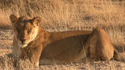 Lion resting on the ground Stock Footage 11977471