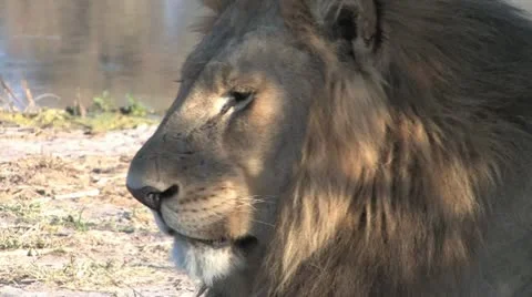 Lion Resting-Head Shot Video stock 20504381