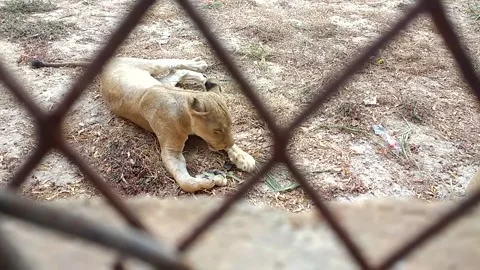 Lion resting inside zoo enclosure viewed through chain link fence, Karachi Stock Footage 341317350