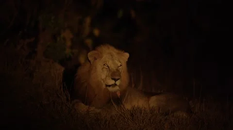 Lion Resting at Night Stock Footage 55659016