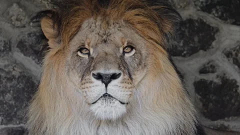 Lion resting peacefully in stunning 4K slow motion, a portrait of strength and Stock Footage 294701130