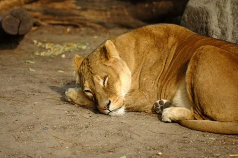 Lion resting Stock Photos