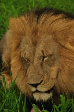 Lion resting Stock Photos